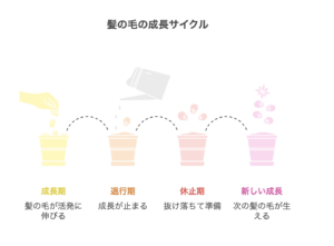 髪の毛のサイクル