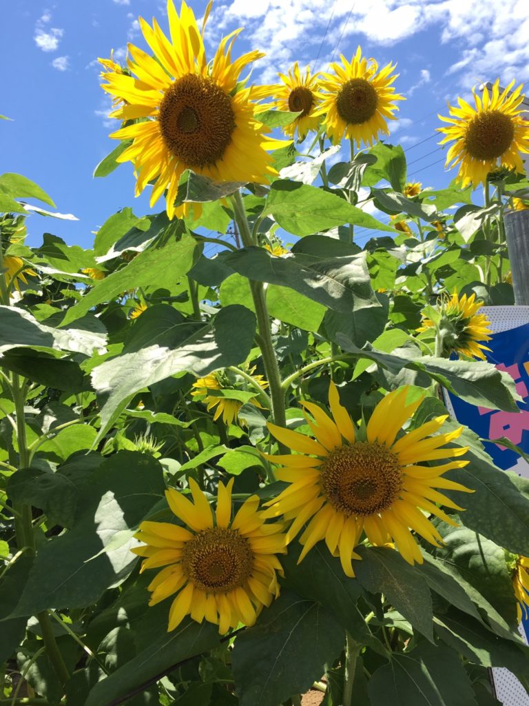 夏こそ、汗を掻くからこそ、保湿剤を用いたスキンケアを念入りにしましょう