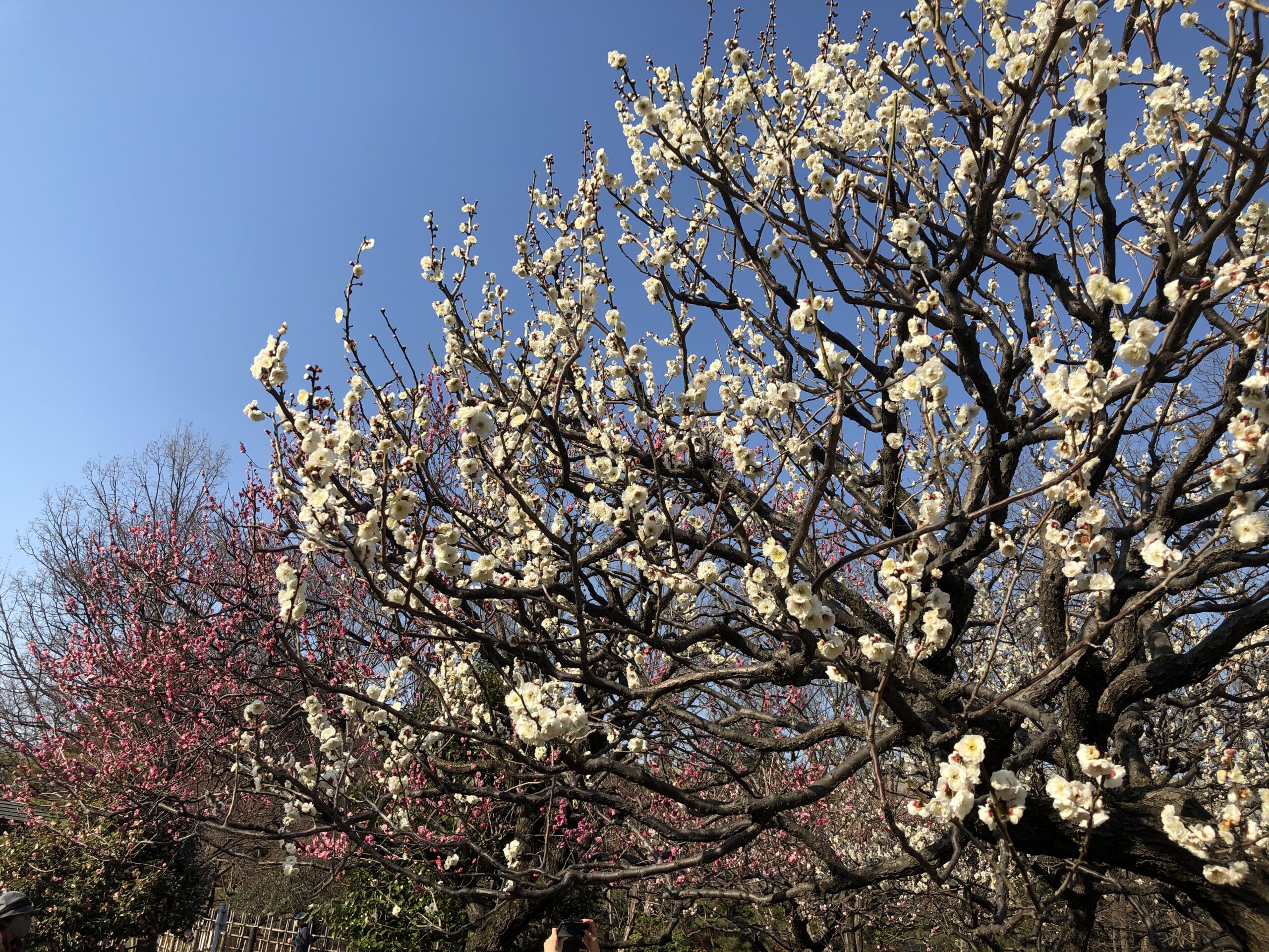 花粉症でお悩みの授乳中のお母さまへ　内服できるお薬の情報