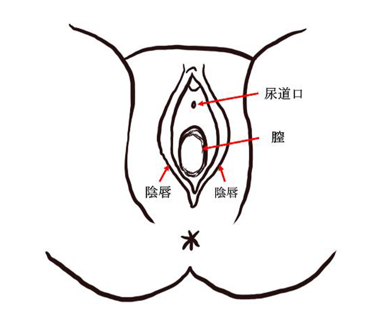 正常解剖